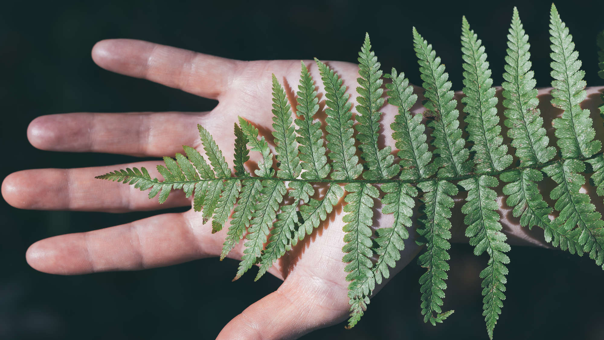 Andrea Schnyder Re:Alignment Essenz Rückverbindung Wahrheit Energie Verbindung Natürlichkeit Codes Echt